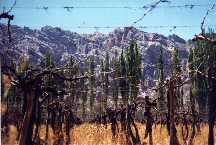 les vignes d'Anfagosta